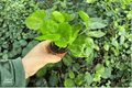 Arabica Coffee Coffea arabica - 2 Live Starter Plants, 2-Inch Pots (Bare Root)