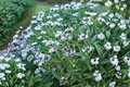 Amethyst in Snow Cornflower (Centaurea montana 'Amethyst in Snow') - 4-Inch Live Plant