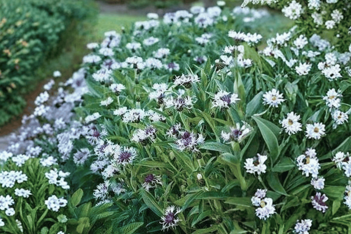 Amethyst in Snow Cornflower (Centaurea montana 'Amethyst in Snow') - 4-Inch Live Plant