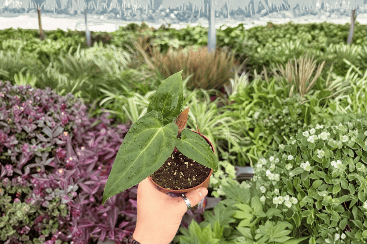Anthurium FS x Ferrari Live Plants - 2 Exact Plants in 4" Pot (Bare Root/Conflicting Shipping)