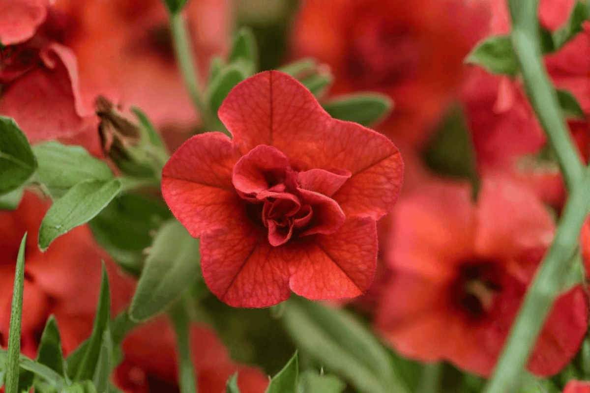Calibrachoa MiniFamous Uno Double Orange Million Bells - 4-Inch Pot (1 Live Plant)
