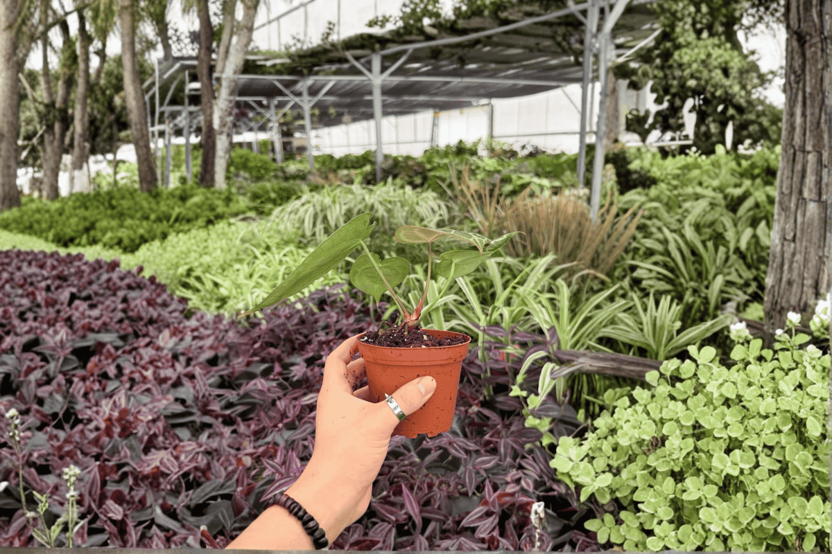 Antthurium Hoffmannii x Green Mamba – 2 Live Plants in 4-Inch Pots (Exact Plants) | Anthurium Hybrid