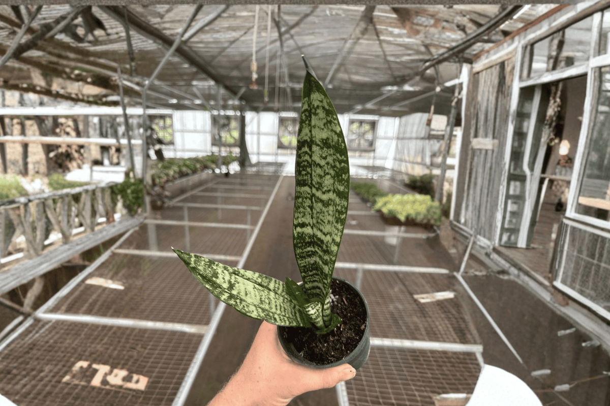 Sansevieria zeylanica (Dracaena trifasciata) - 2 Bare Root Live Plants, 4-Inch Pot Size