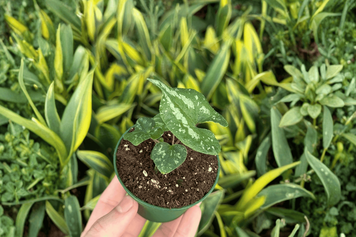 Asarum splendens 'Quicksilver' Starter Plants - 2 Live Plants (2-Inch Pots)