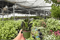 ZZ Black Queen Live Plants (2) in 4-Inch Pots — Zamioculcas zamiifolia