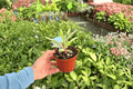 Variegated Crown of Thorns (Euphorbia milii) - 2 Live Plants in 4-Inch Pots