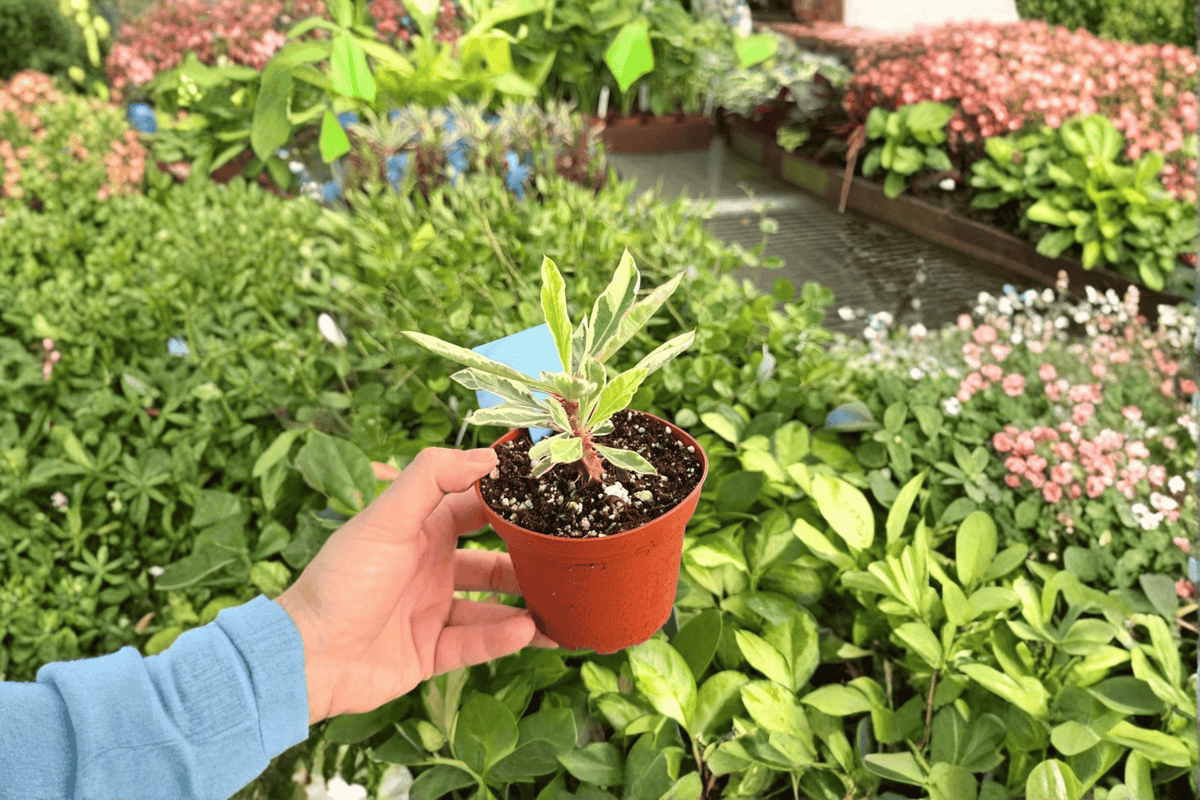 Variegated Crown of Thorns (Euphorbia milii) - 2 Live Plants in 4-Inch Pots