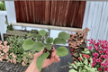 Sunset Kiss African Violet Streptocarpus ionanthus 'Sunset Kiss' - 2 Starter Live Plants (2 in pots)