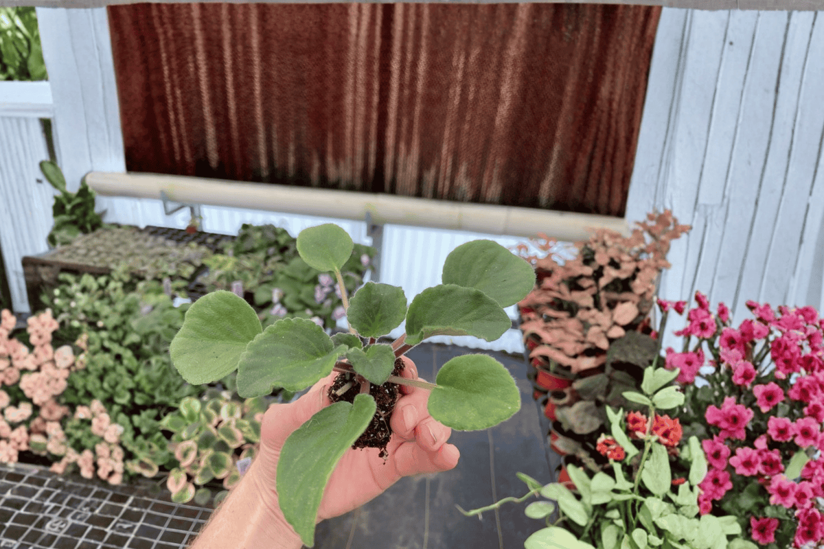 Sunset Kiss African Violet Streptocarpus ionanthus 'Sunset Kiss' - 2 Starter Live Plants (2 in pots)