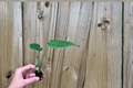 Monstera deliciosa Starter Plants (2) | Swiss Cheese Plant, Bare Root