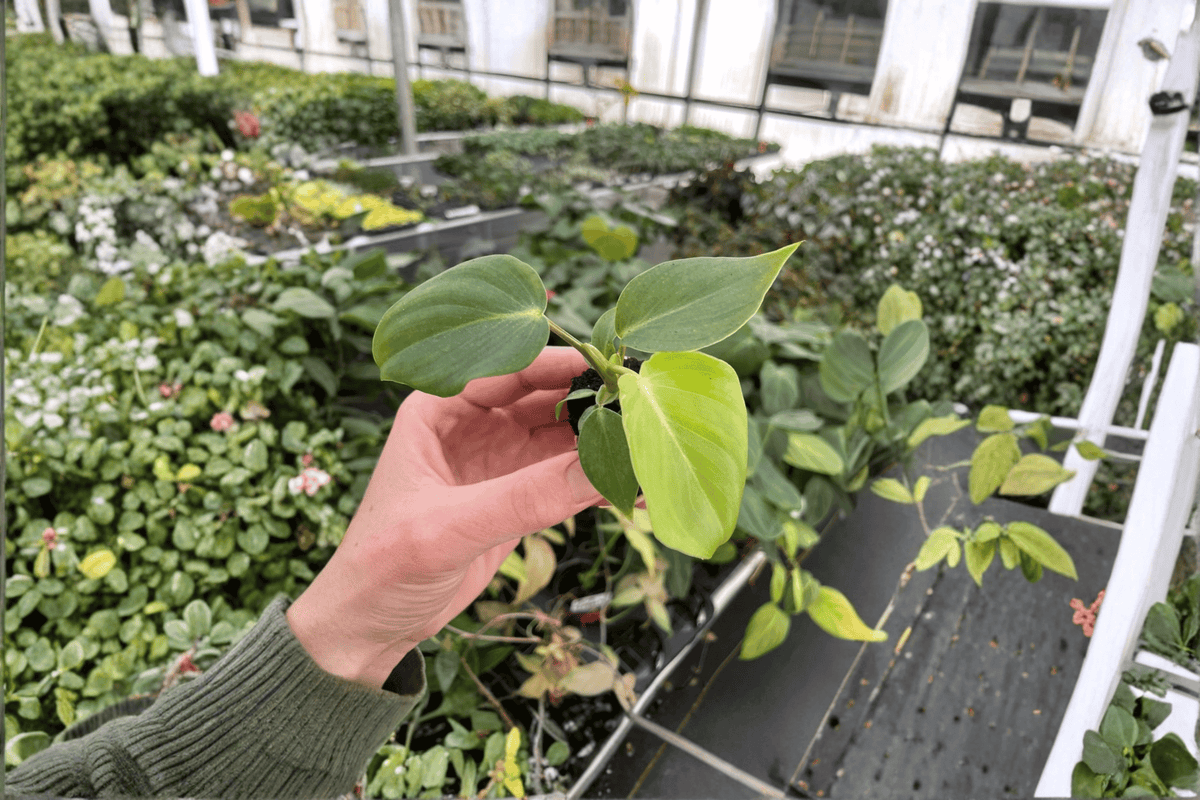 Philodendron Dean McDowell Live Starter Plants – 2 Pack