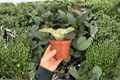 Harmony's Love Bug African Violet (2 Live Plants in 4-Inch Pots)