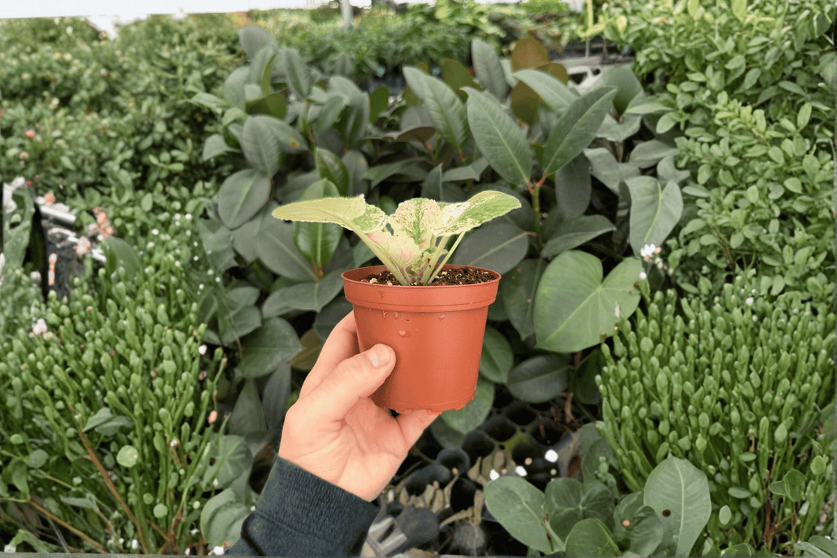 Harmony's Love Bug African Violet (2 Live Plants in 4-Inch Pots)
