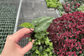Asarum splendens 'Quicksilver' Starter Plants (2) Bare Root | Chinese Wild Ginger