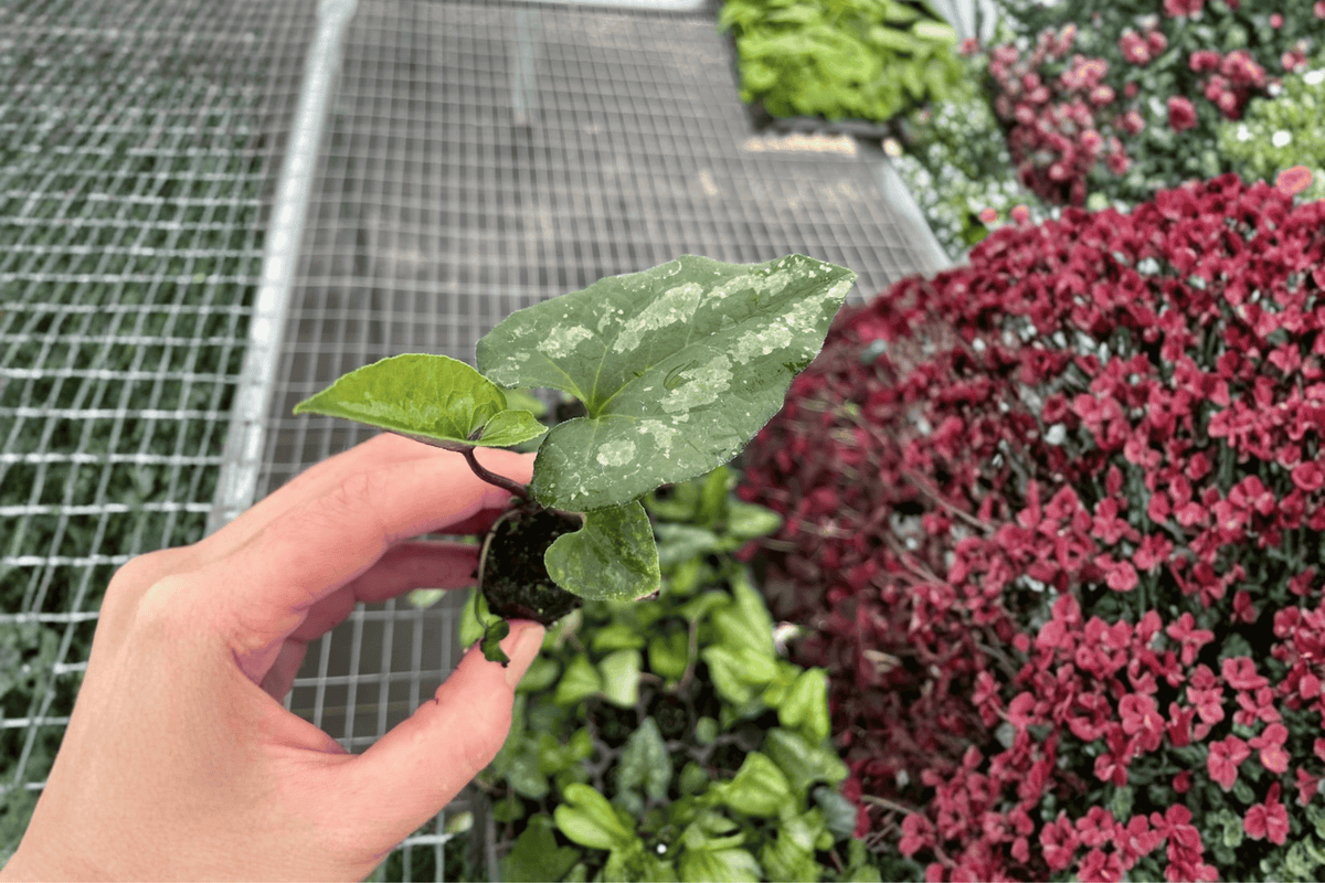 Asarum splendens 'Quicksilver' Starter Plants (2) Bare Root | Chinese Wild Ginger