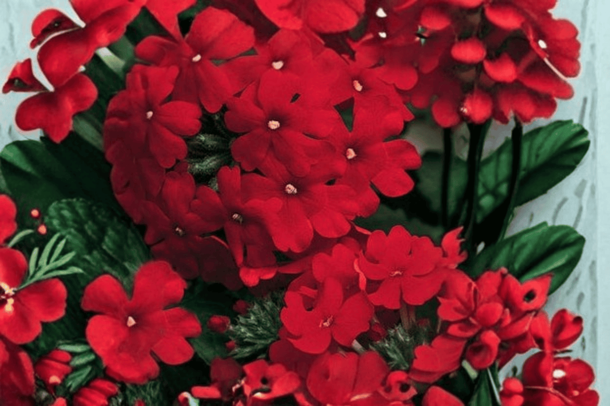 Vanessa Compact Red Garden Verbena Live Plant - 4-Inch Pot