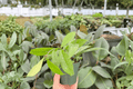 Hoya pubicalyx Splash - 2 Exact Live Plants in 4" Pots