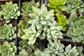 Blue Burrito Sedeveria - 1 Live Plant in 3.5-Inch Pot
