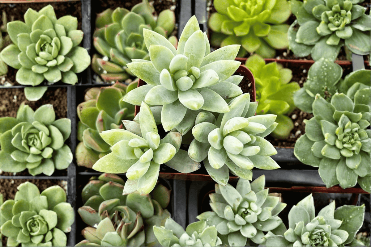 Blue Burrito Sedeveria - 1 Live Plant in 3.5-Inch Pot