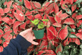 Peperomia Hope Starter Plants (2) | Bare Root, 2-Inch Pots