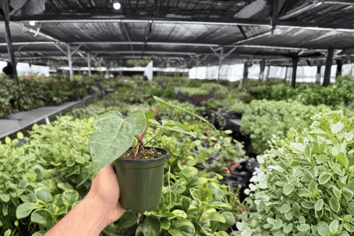 Anthurium Papillilaminum Red x Crystal 2 Live Plants – 4-Inch Pots