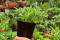 Variegated Bear Paw Cotyledon (Cotyledon tomentosa 'Variegata') - 2 Live 4-Inch Pots