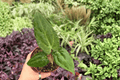 Anthurium FS x Ferrari (Fort Sherman × Ferrari) - Exact Plants, 4-Inch Pot
