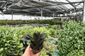ZZ Black Queen (Zamioculcas zamiifolia ‘Black Queen’) - 2 Live Plants in 4-Inch Pots