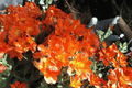 Alstroemeria Princess Amina Princess Lily - 4-Inch Live Plant