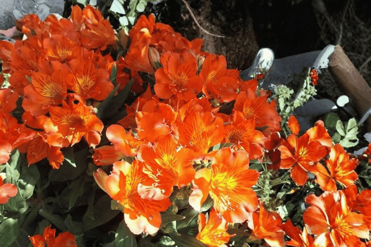 Alstroemeria Princess Amina Princess Lily - 4-Inch Live Plant