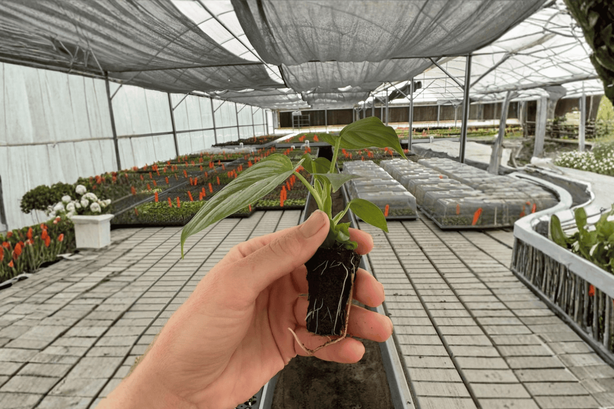 Philodendron Pastazanum Silver Cloud Starter Plants (2-in Pots) – 2 Live Cuttings