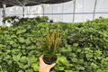 Croton Picasso's Paintbrush - 2 Live Plants in 4-Inch Pots (Codiaeum variegatum ' Picasso's Paintbrush')