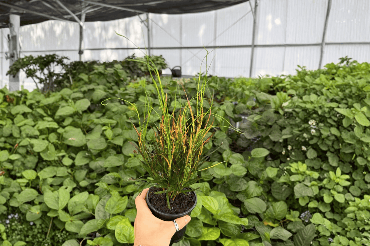 Croton Picasso's Paintbrush - 2 Live Plants in 4-Inch Pots (Codiaeum variegatum ' Picasso's Paintbrush')