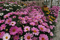 Grandaisy Pink Halo Marguerite Daisy - Argyranthemum, 4-Inch Live Plant