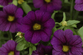 Calibrachoa MiniFamous Neo Dark Blue Million Bells - 4-Inch Pot, 1 Live Plant