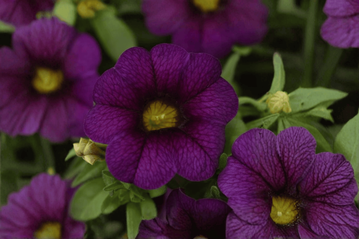 Calibrachoa MiniFamous Neo Dark Blue Million Bells - 4-Inch Pot, 1 Live Plant