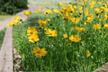 Jethro Tull Fluted Tickseed Coreopsis 1 Gallon Live Plant