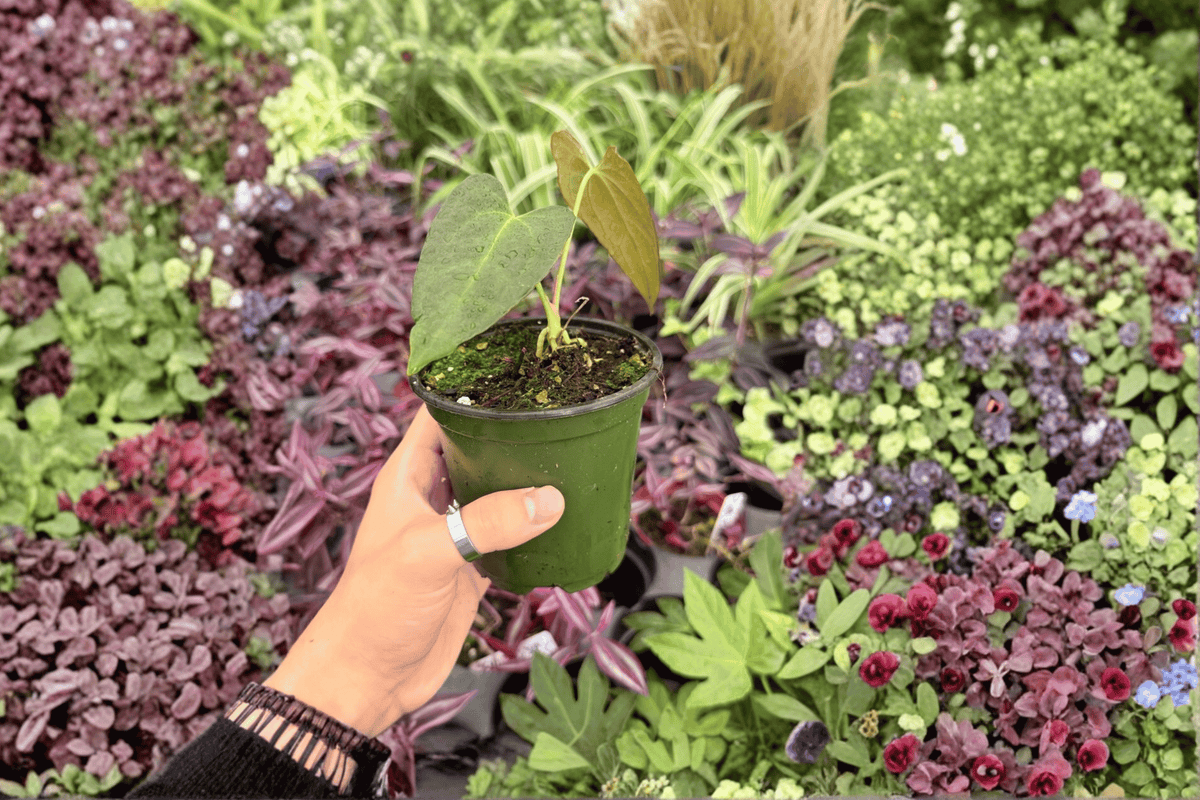 Anthurium Subsignatum x Regale | 2 Live 4-Inch Potted Hybrid Plants
