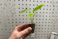 Alocasia Lutea Starter Plants (2) | Alocasia macrorrhizos 'Lutea' – 2-Inch Nursery Size