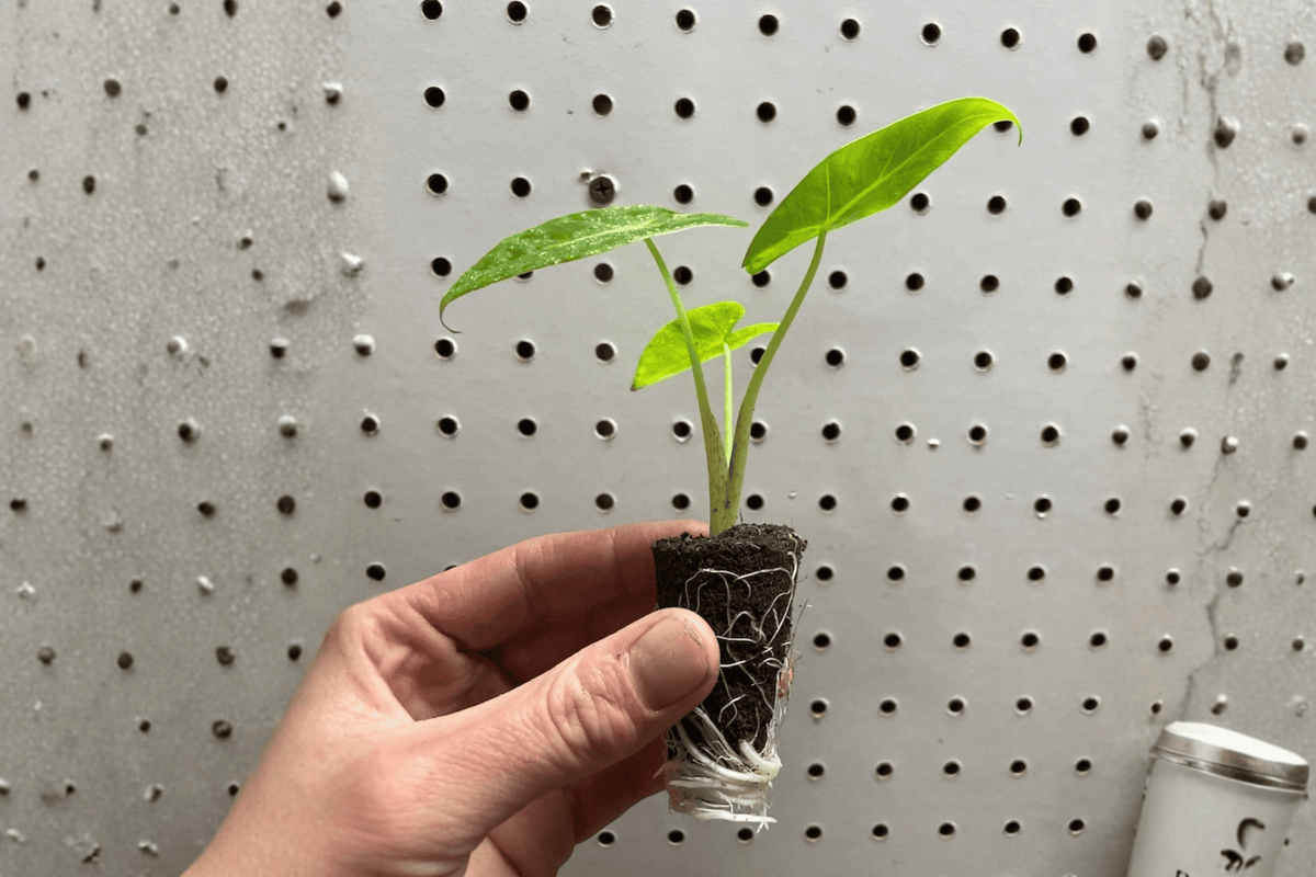 Alocasia Lutea Starter Plants (2) | Alocasia macrorrhizos 'Lutea' – 2-Inch Nursery Size