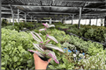 Tradescantia Nanouk - 2 Live Plants in 4-Inch Pots (Exact Listing)