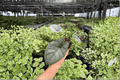 Alocasia Reginae Live Plants - 2 Exact 4-Inch Pot Starter Plants (Alocasia reginae)