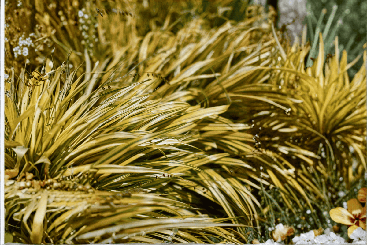 Golden Variegated Sweet Flag Acorus gramineus 'Ogon' - 4-Inch Pot