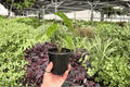 Alocasia Corazon | 2 Live Plants in 4-Inch Pots (Exact Plants Pictured)