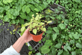Variegated Cupid Peperomia (Peperomia scandens 'Variegata') - 2 Live Plants in 4-Inch Pots