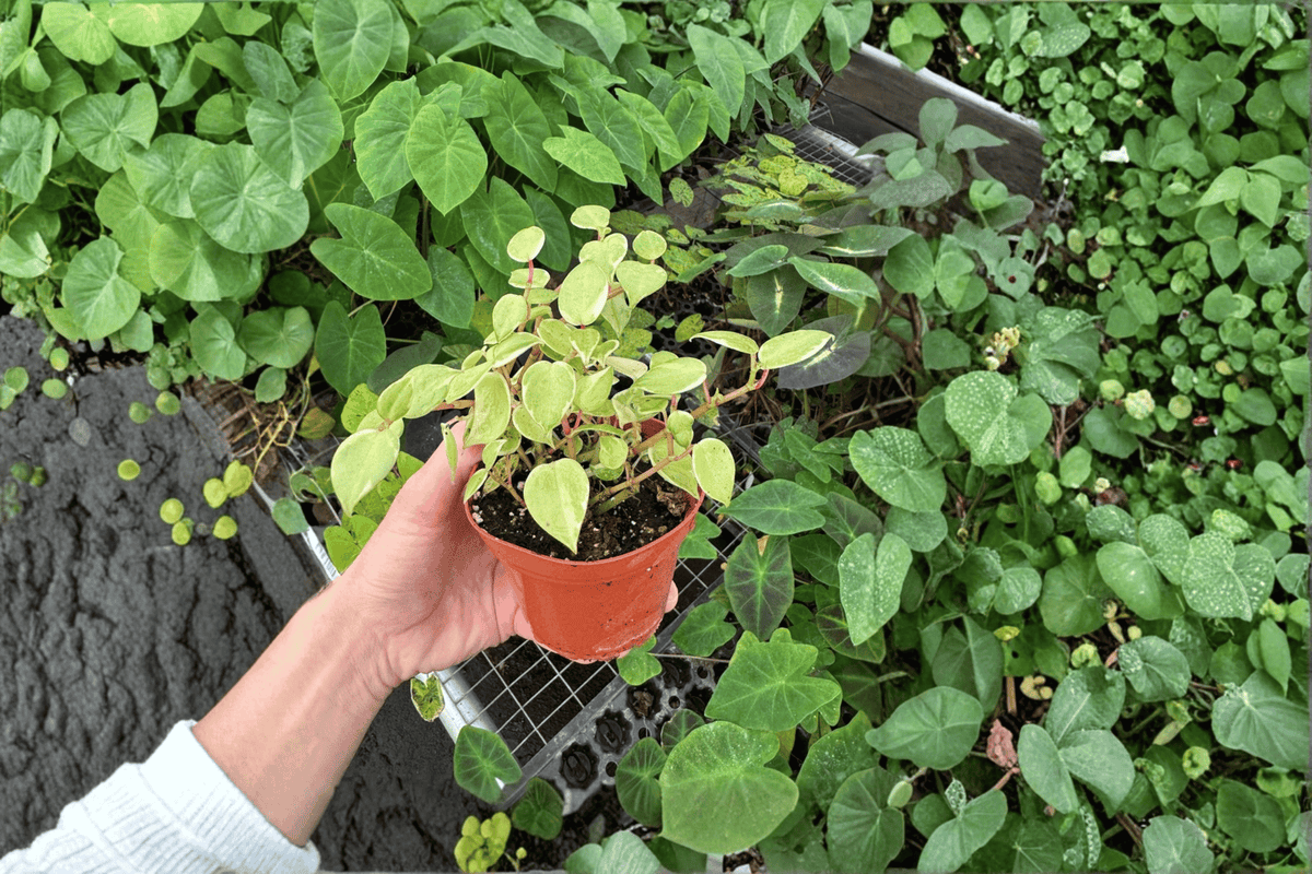 Variegated Cupid Peperomia (Peperomia scandens 'Variegata') - 2 Live Plants in 4-Inch Pots
