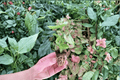 Syngonium Mango Allusion 2 Live Starter Plants