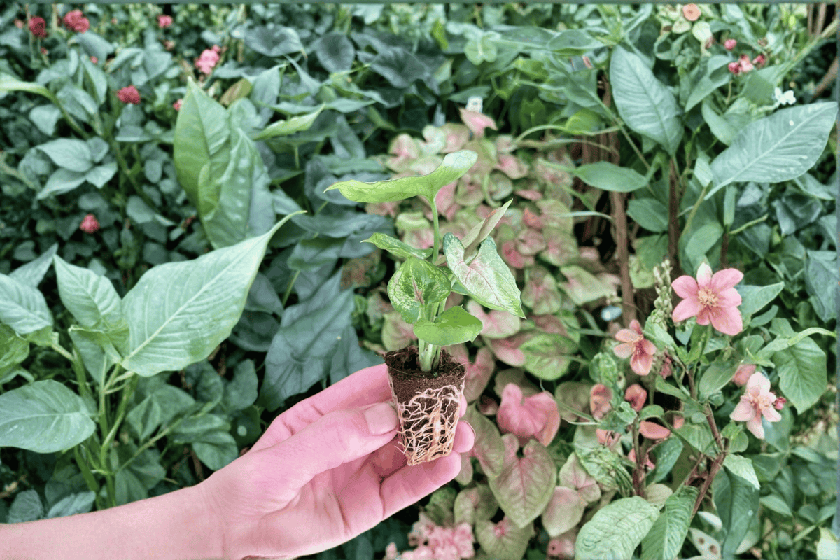 Syngonium Mango Allusion 2 Live Starter Plants