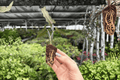 Alocasia Lauterbachiana Starter Plants (2) | Plug Plants
