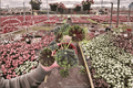 Begonia Lynda Evans - 2 Live Plants in 4-Inch Pot, Fully Established Roots